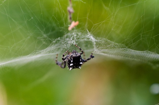 Araña de los cítricos