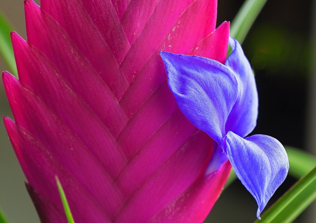 Bromelia