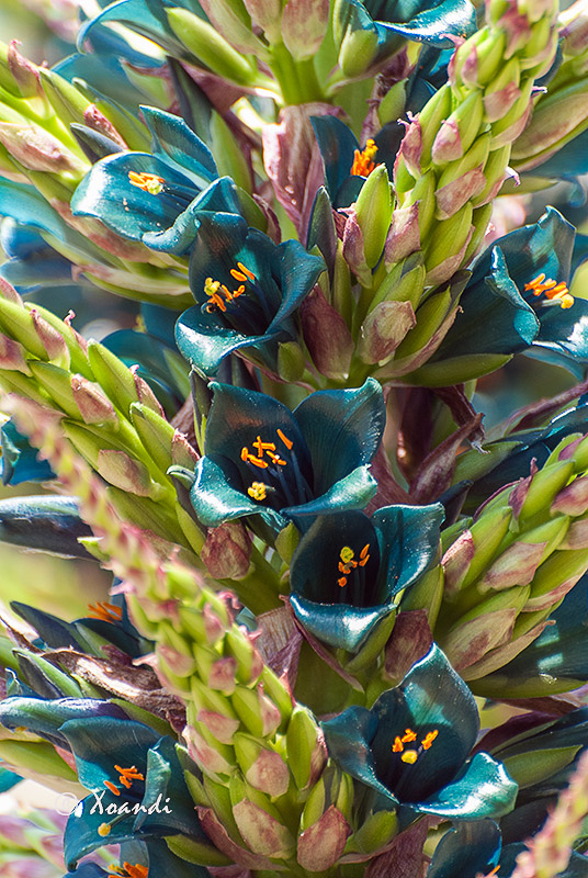 Cactus Jardines Marimurtra (Blanes)