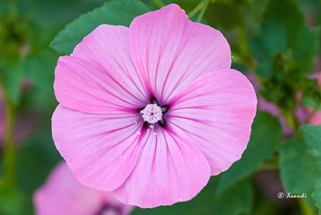 Campanilla rosa Jardines Marimurtra (Blanes)