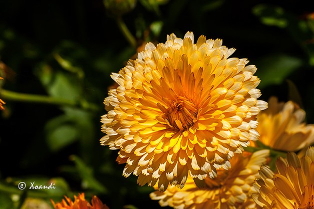 Dalia dorada Jardines Marimurtra (Blanes)
