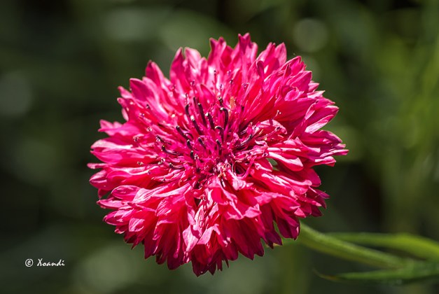 Dalia roja Jardines Marimurtra (Blanes)