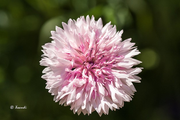 Dalia rosa Jardines Marimurtra (Blanes)
