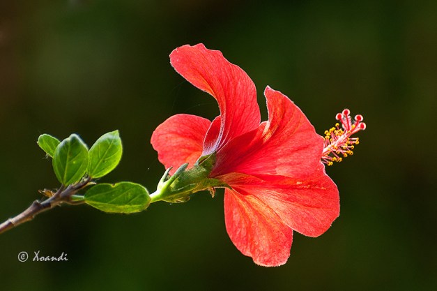 Hibiscus Jardines Marimurtra (Blanes)