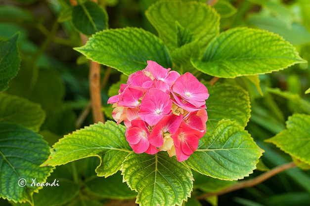 Hortensia Jardines Marimurtra (Blanes)