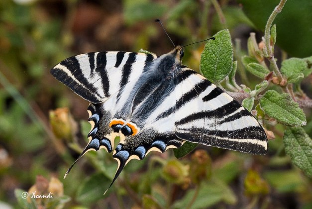 Mariposa Podalirio