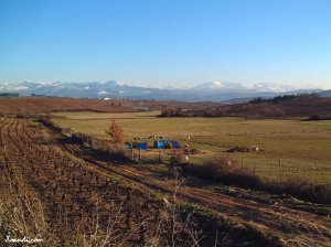 Viñas en Villafranca 