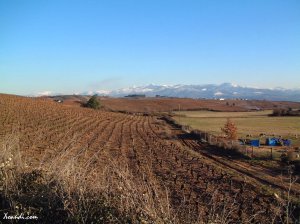 Viñas en Villafranca