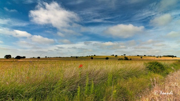 Campos de Castilla (Palencia)
