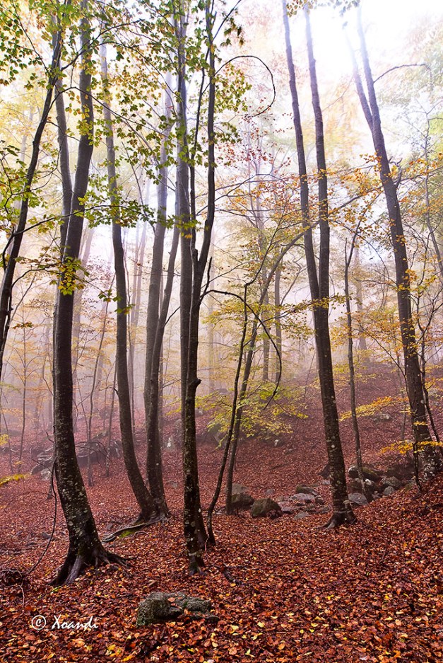 Otoño en el Montseny (Barcelona)