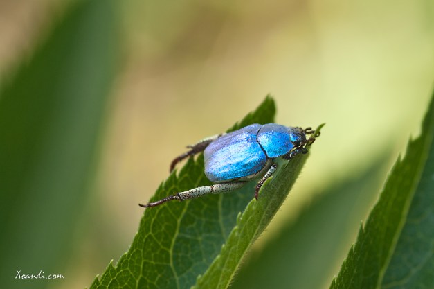 Escarabajo azul metalizado