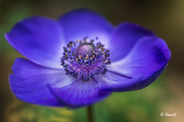 Anemone Mr. Fokker