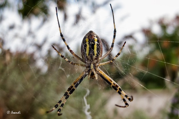 Araña