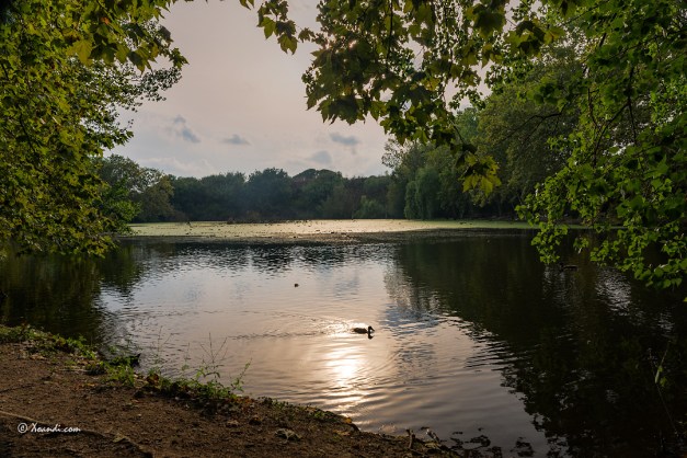 Atardecer-en-la-bassa-dels-anecs